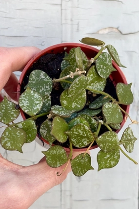 Hoya curtisii 2" medium flower pot  
