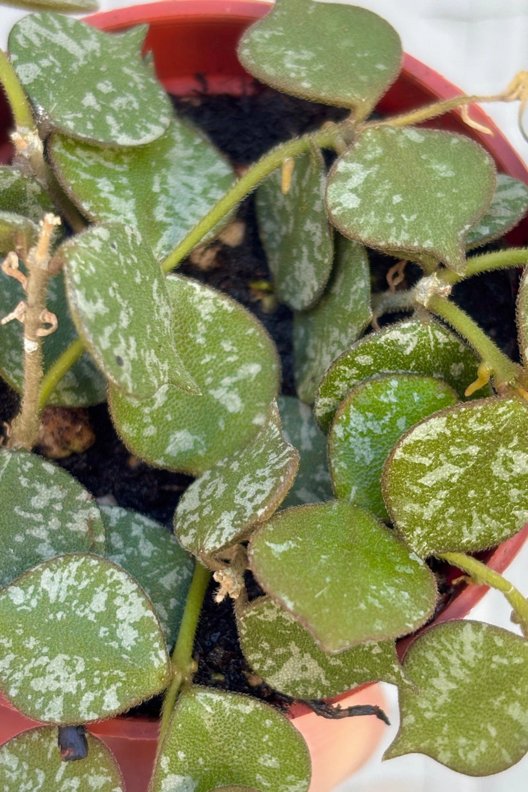 Hoya curtisii 2"