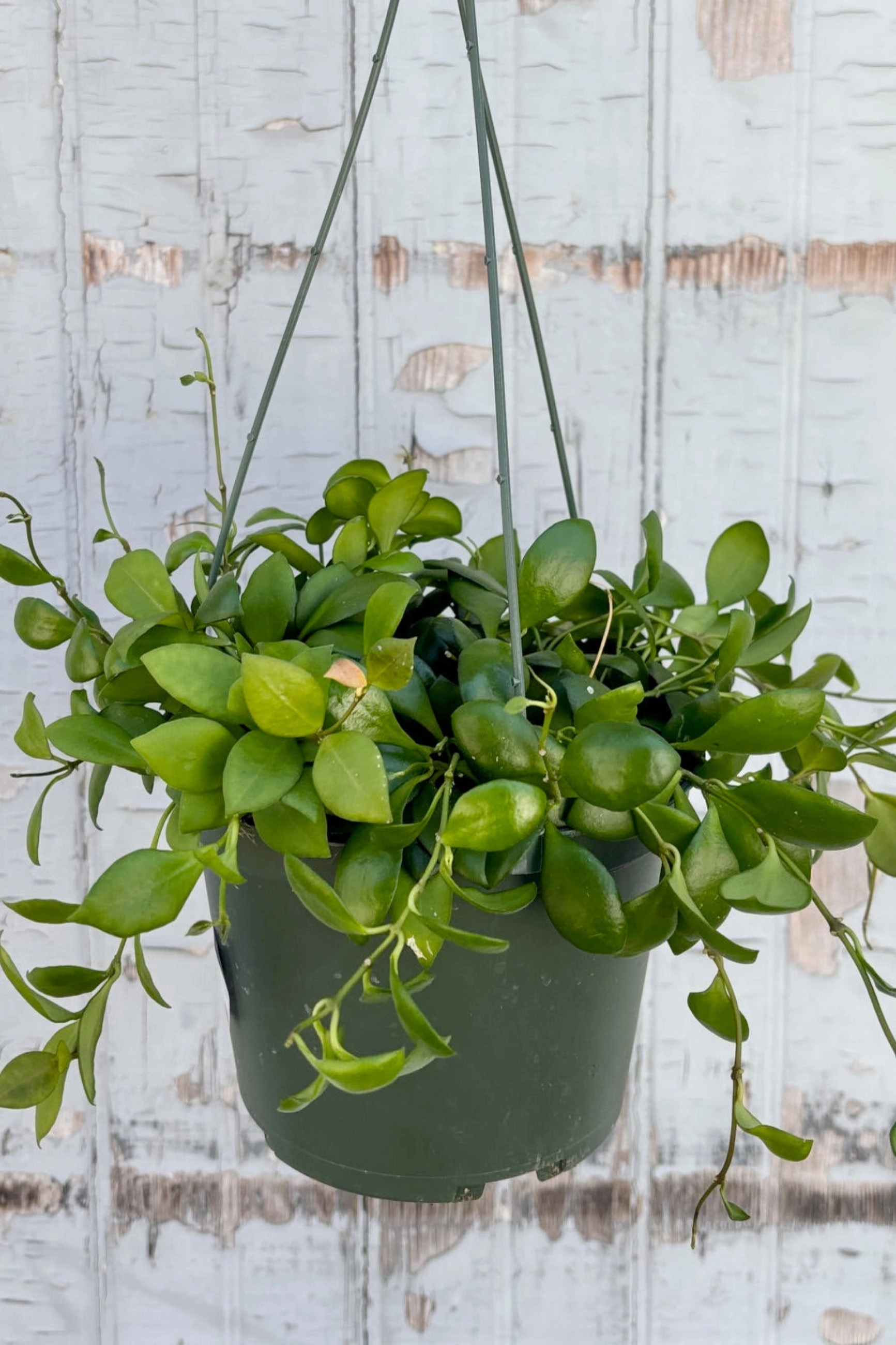 Hoya heuschkeliana 6" medium flower pot  