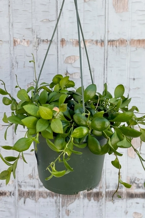 Hoya heuschkeliana 6" medium flower pot  
