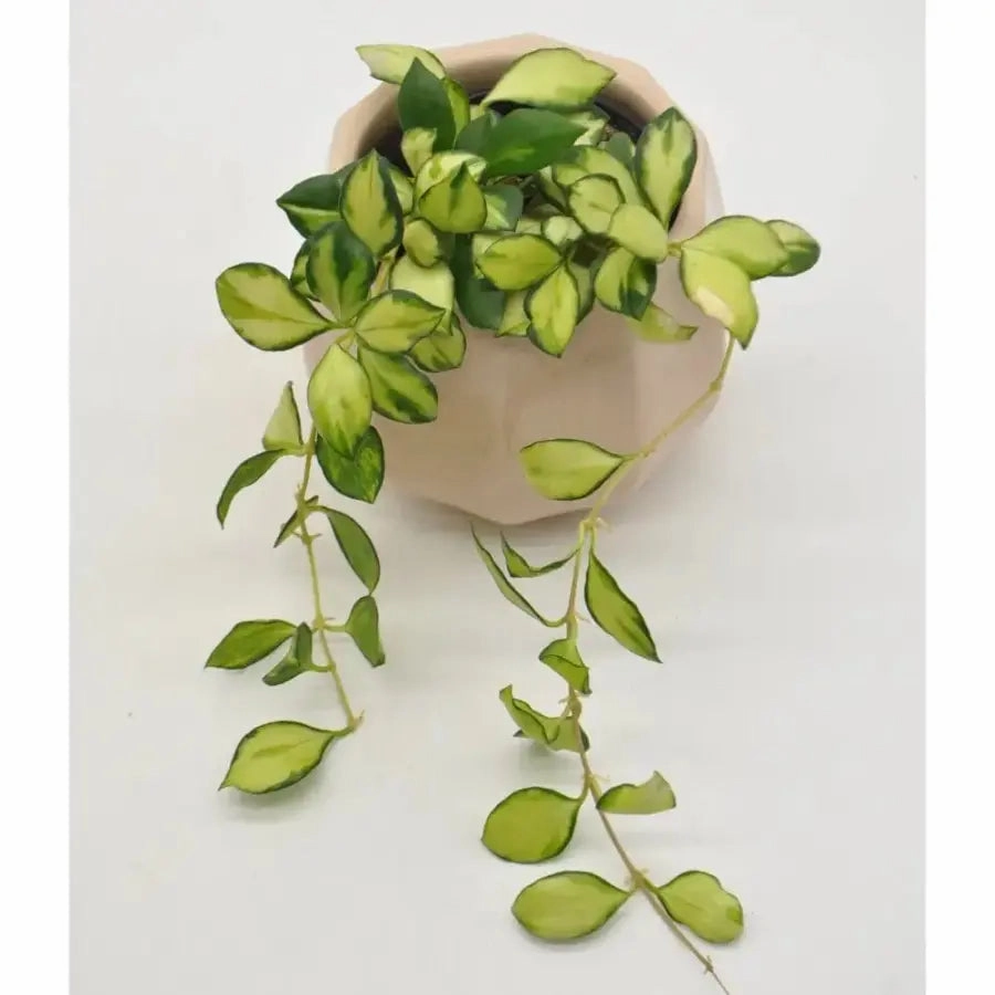 Hoya heuschkeliana variegata