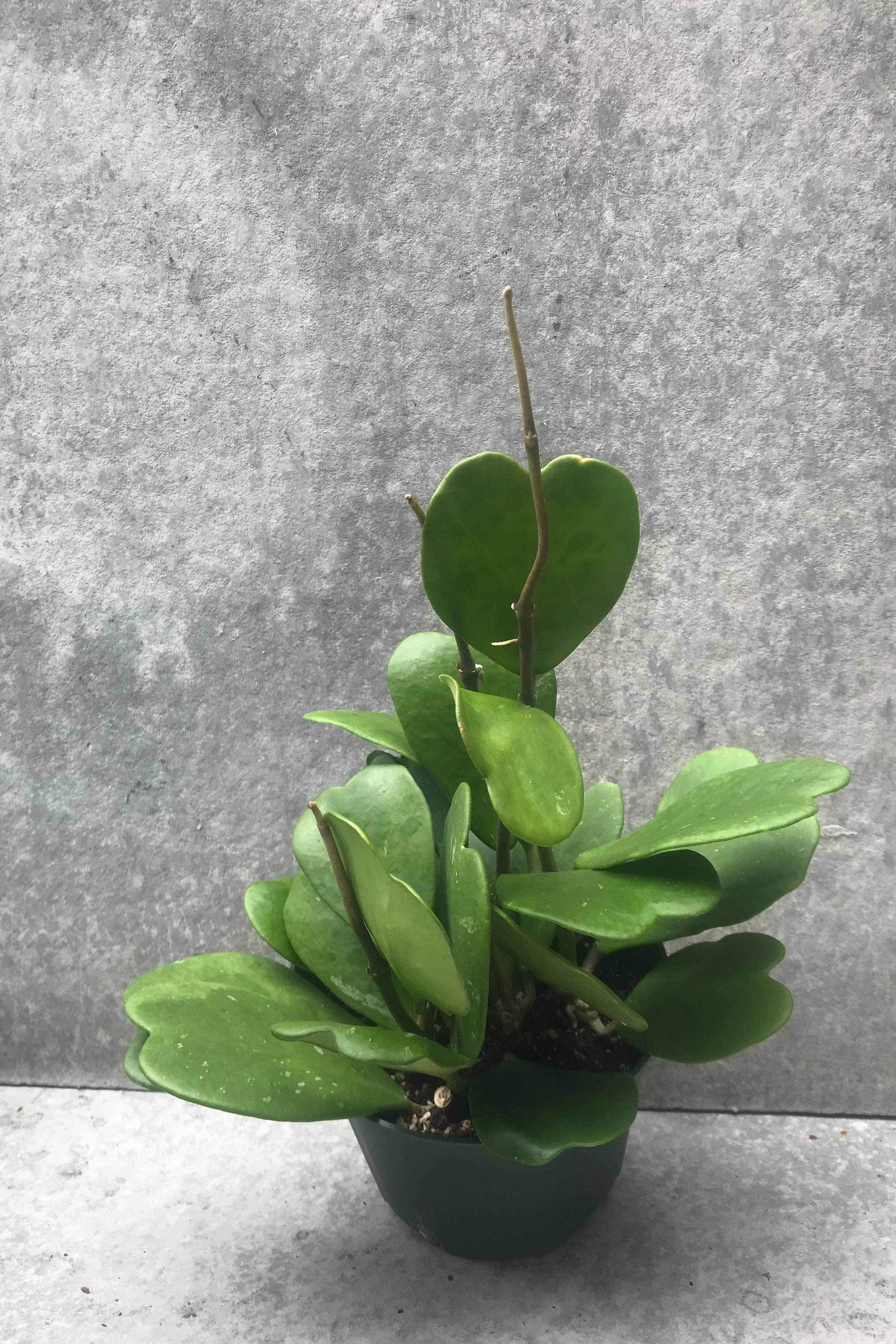 Hoya kerrii 6"