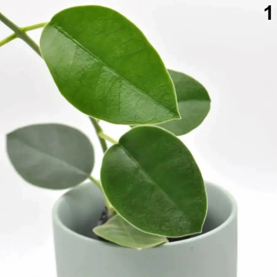Hoya lauterbachii