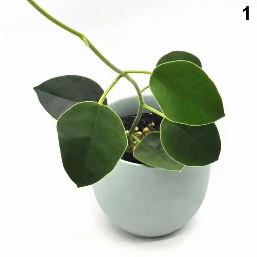 Hoya lauterbachii