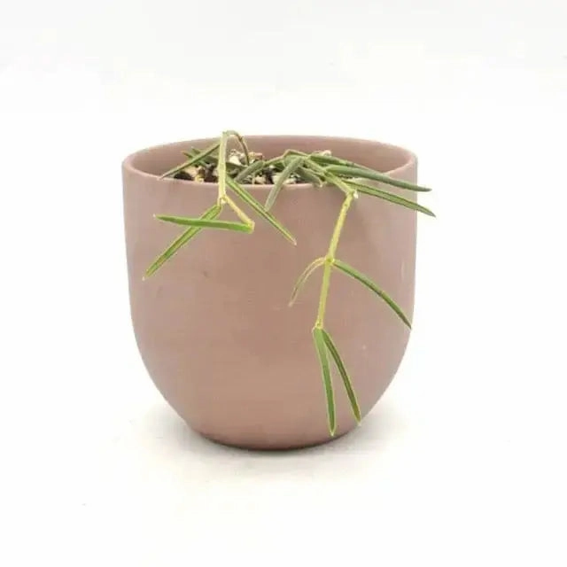 Hoya Linearis large flower pot  