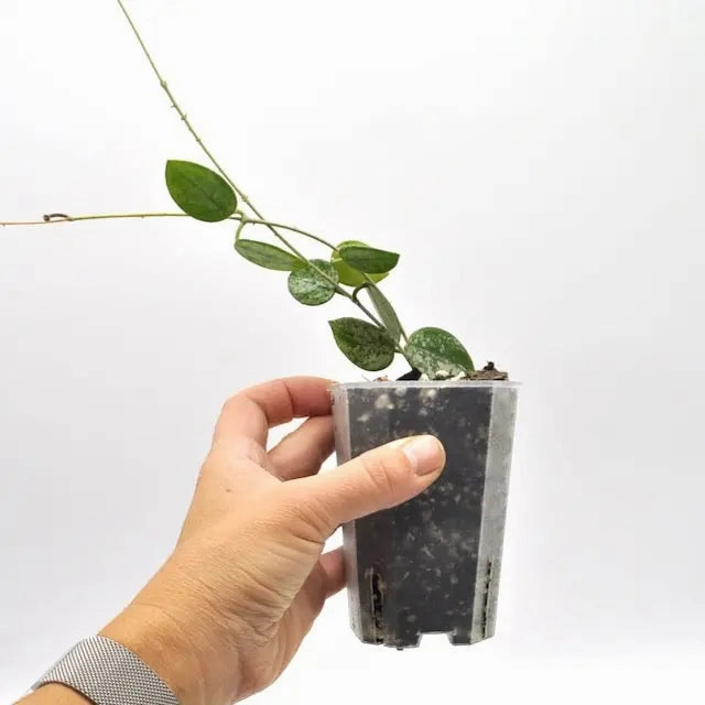 Hoya Mathilde Splash