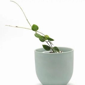 Hoya Mathilde Splash large flower pot  