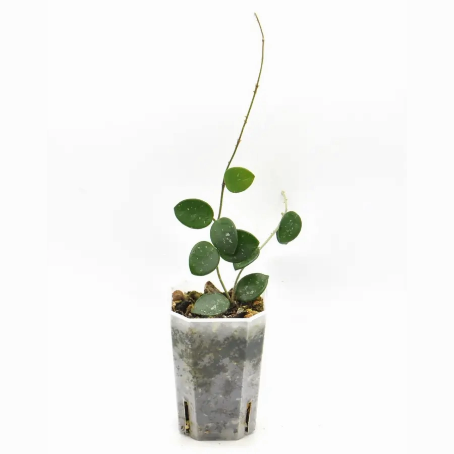 Hoya Mathilde Splash