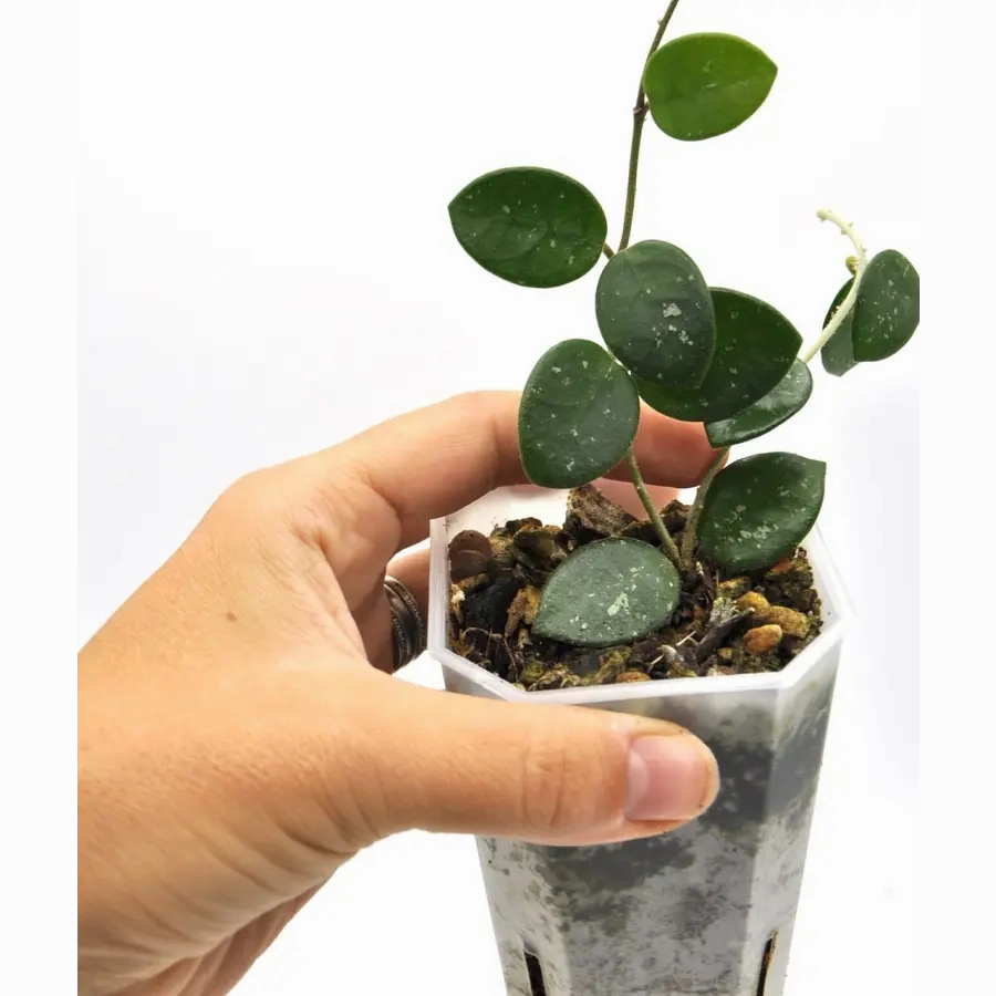 Hoya Mathilde Splash