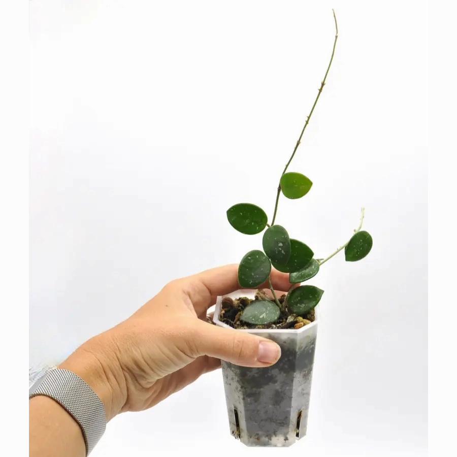 Hoya Mathilde Splash