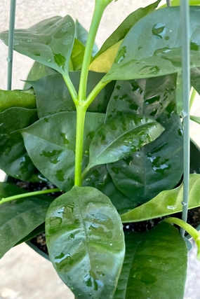 Hoya multiflora 6" medium flower pot  