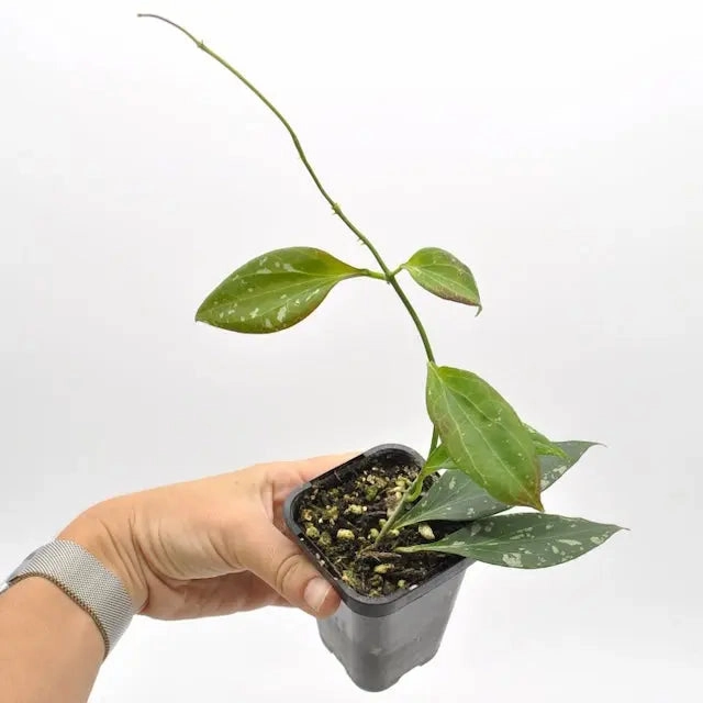 Hoya nicholsoniae 'New Guinea Ghost' splash