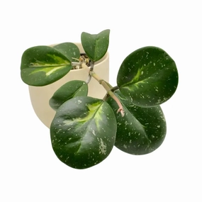 Hoya Obovata Variegata large flower pot  
