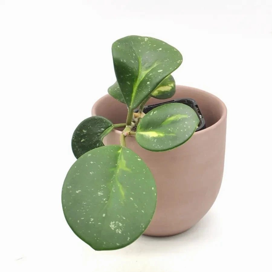 Hoya Obovata Variegata