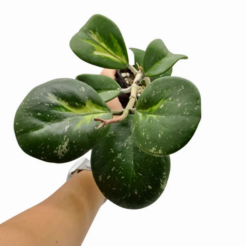 Hoya Obovata Variegata