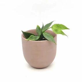 Hoya Polyneura large flower pot  