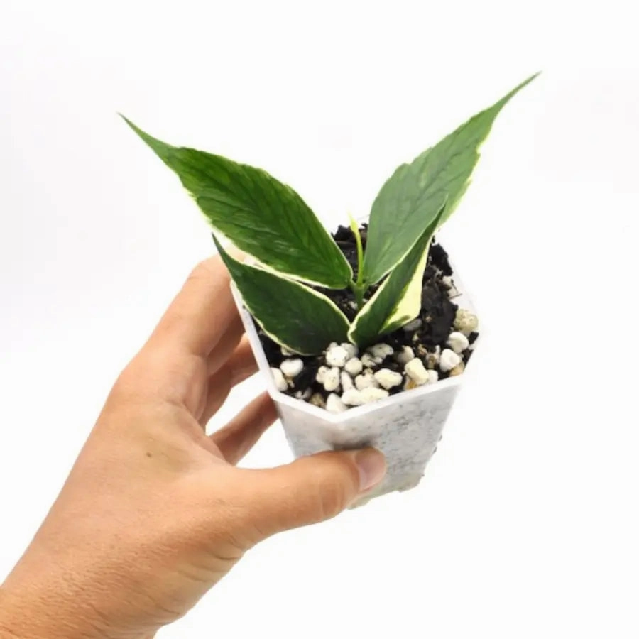 Hoya Polyneura Albomarginata