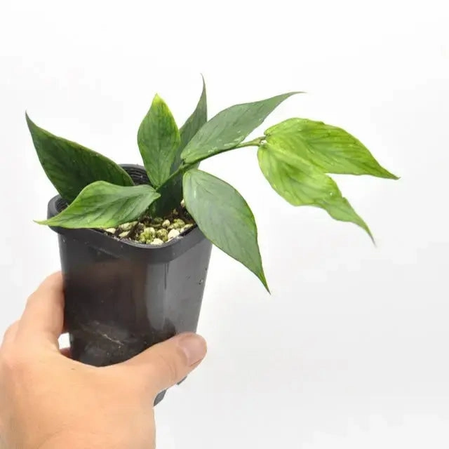 Hoya Polyneura