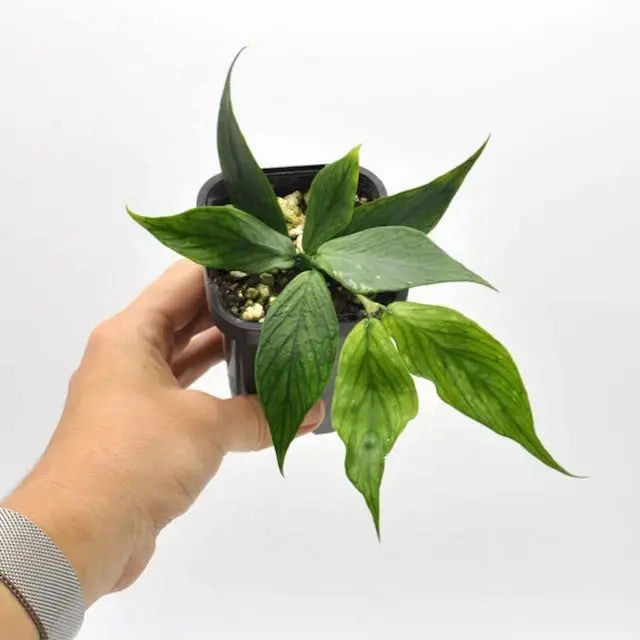 Hoya Polyneura