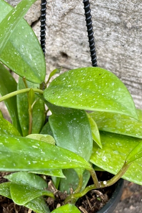 Hoya pubicalyx 4" medium flower pot  
