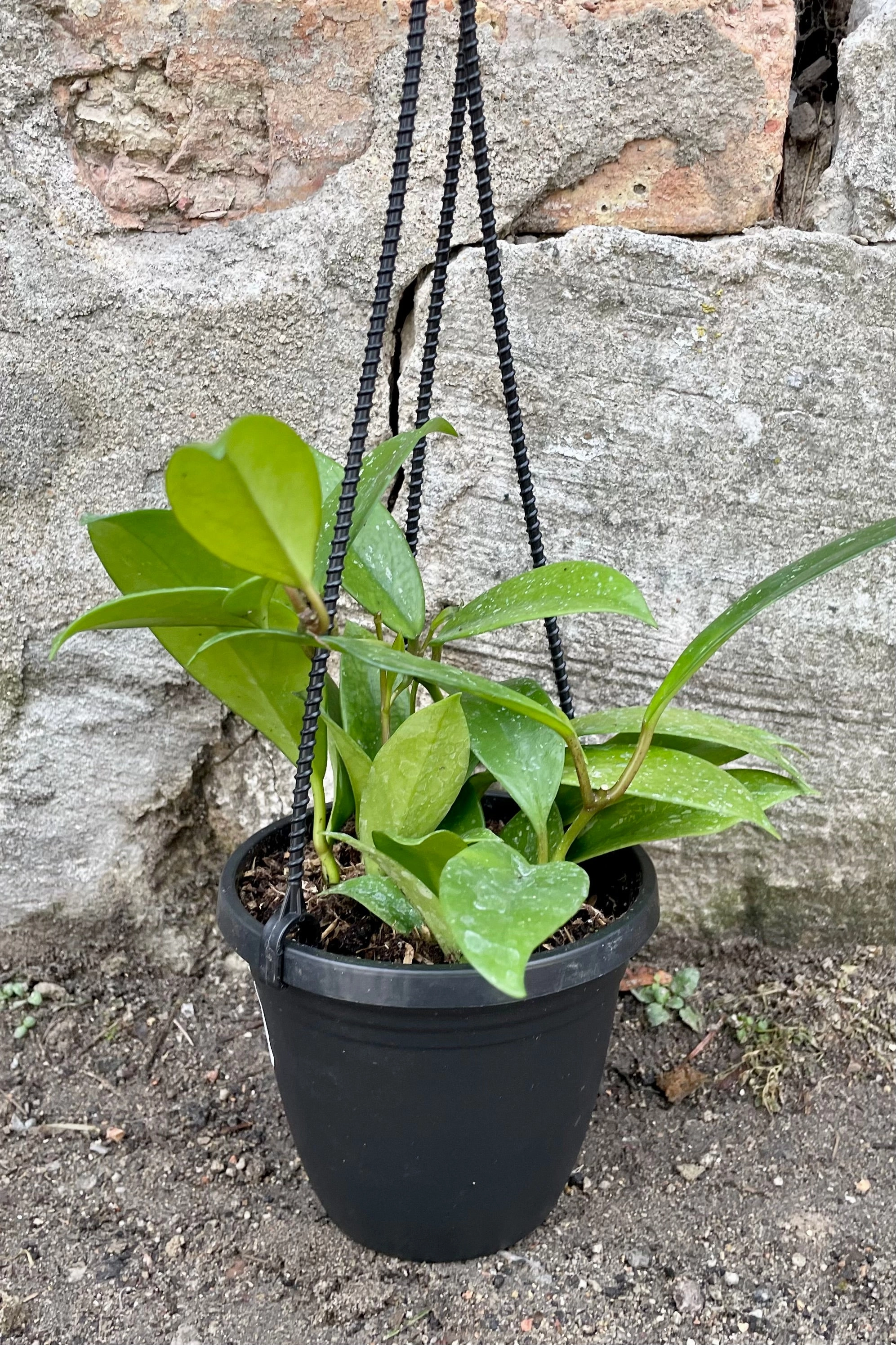 Hoya pubicalyx 4"