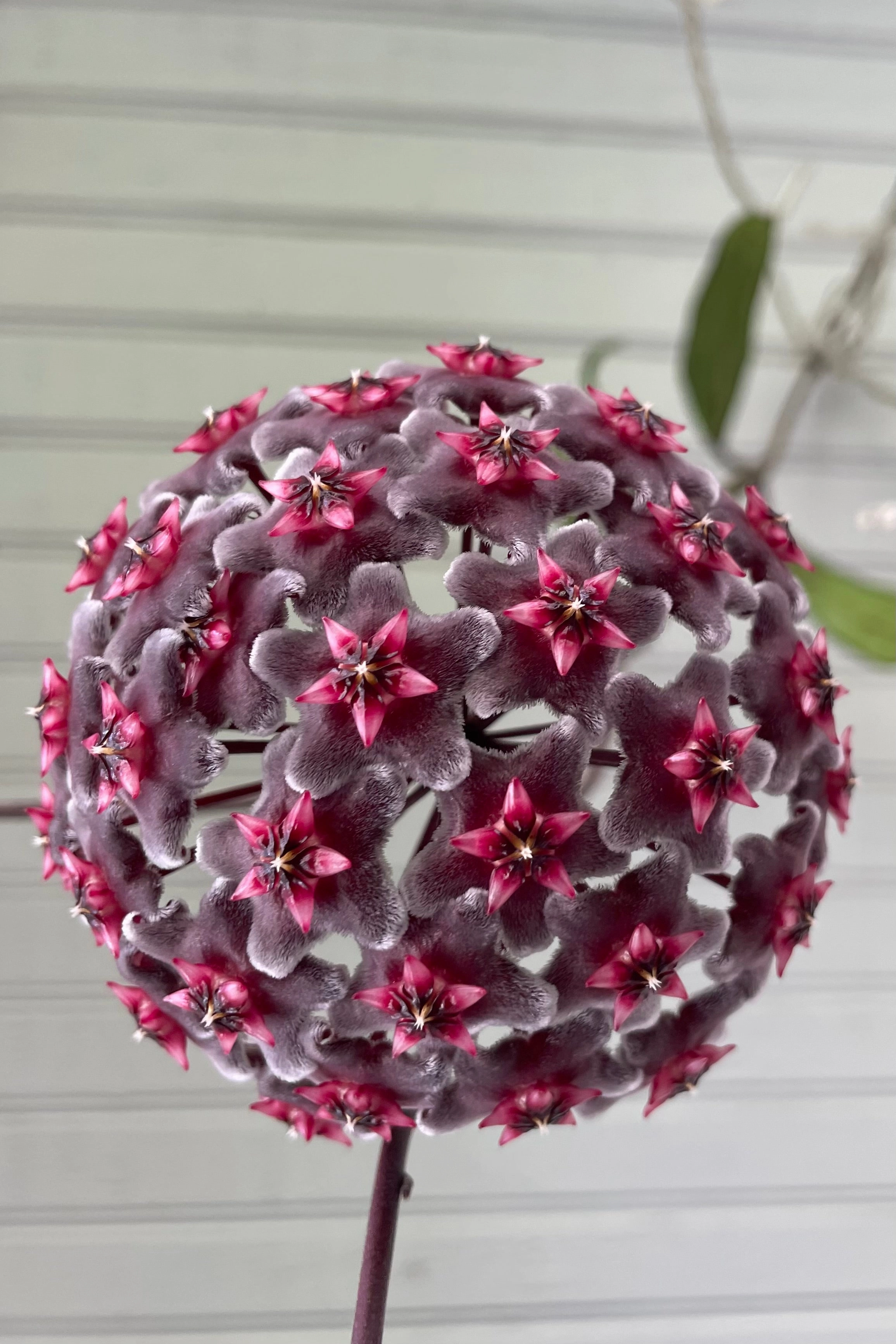 Hoya pubicalyx 4"