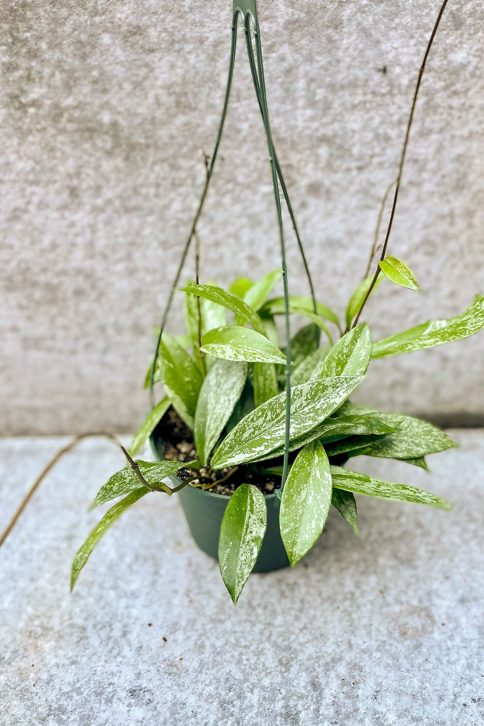 Hoya pubicalyx 6"