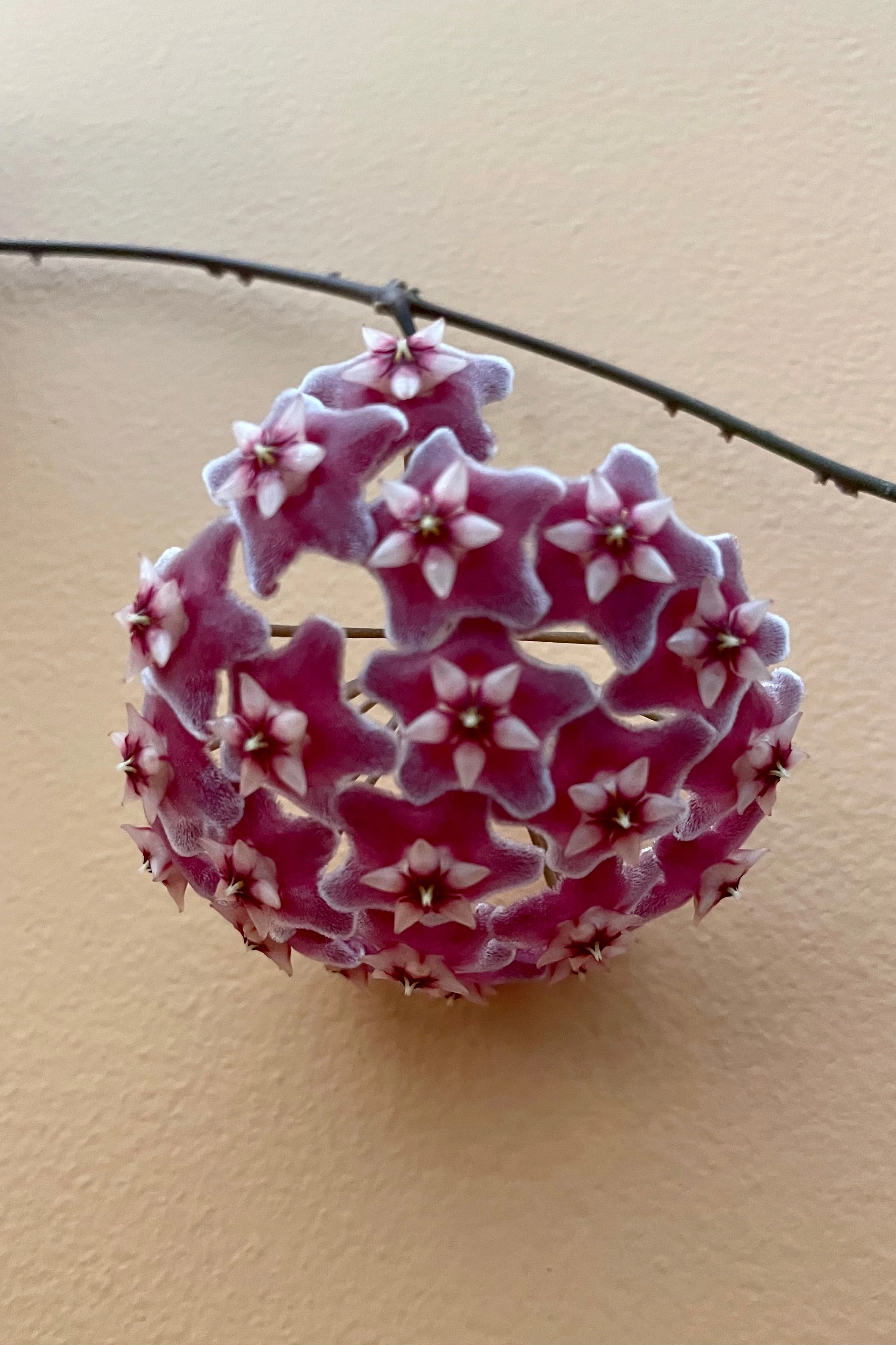 Hoya pubicalyx 6"