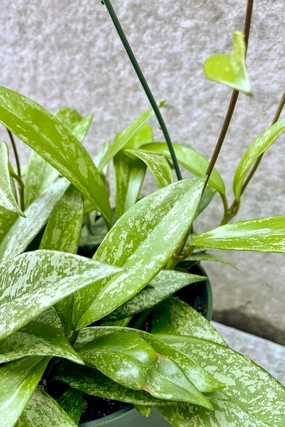 Hoya pubicalyx 6" medium flower pot  
