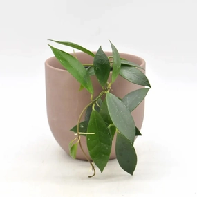 Hoya Rebecca large flower pot  