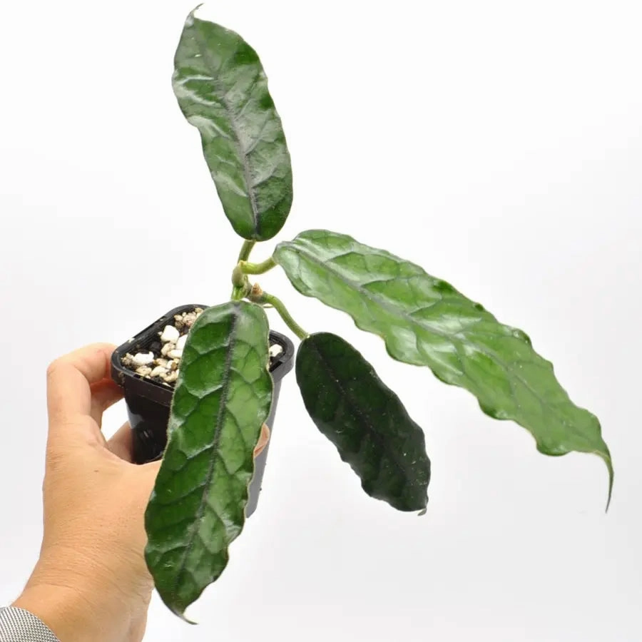 Hoya villosa