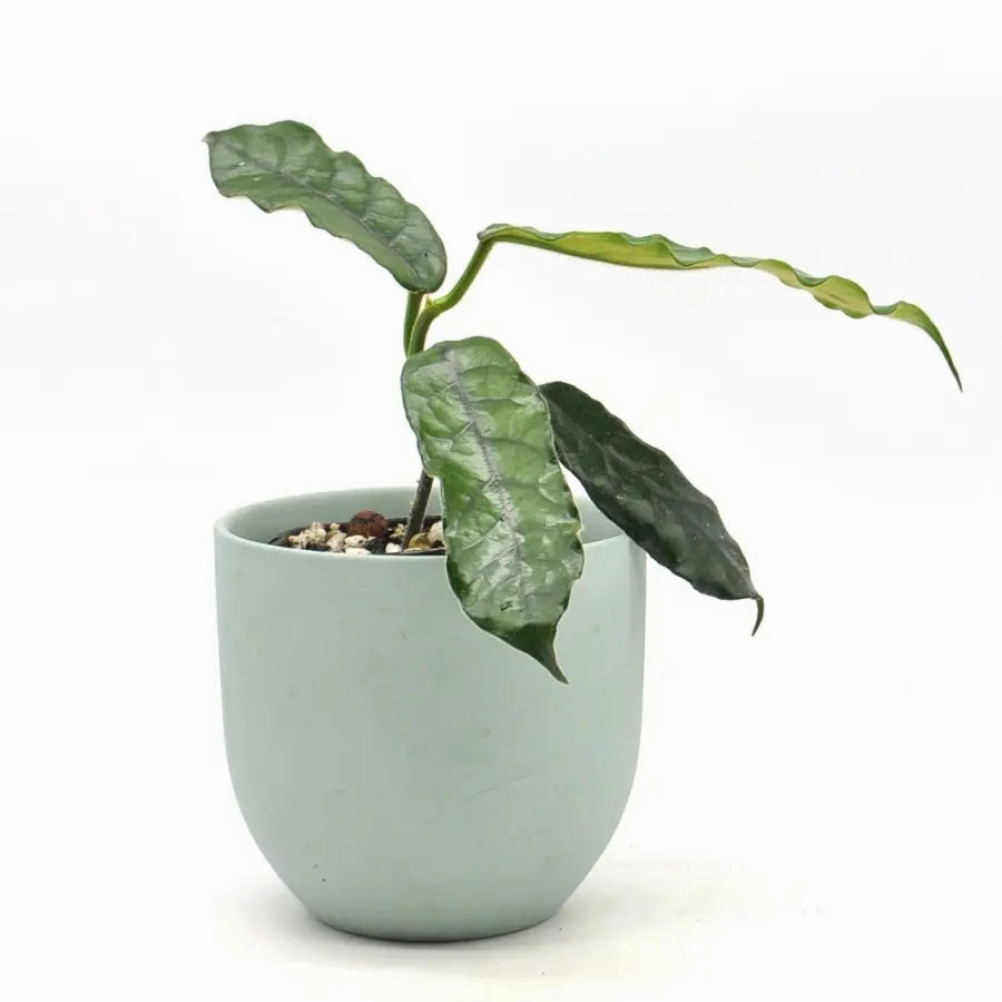 Hoya villosa