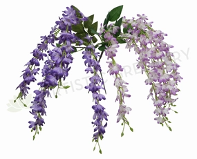 HP0014 Hanging Wisteria 60cm Purple / Light Purple with White summer vegetable seed  