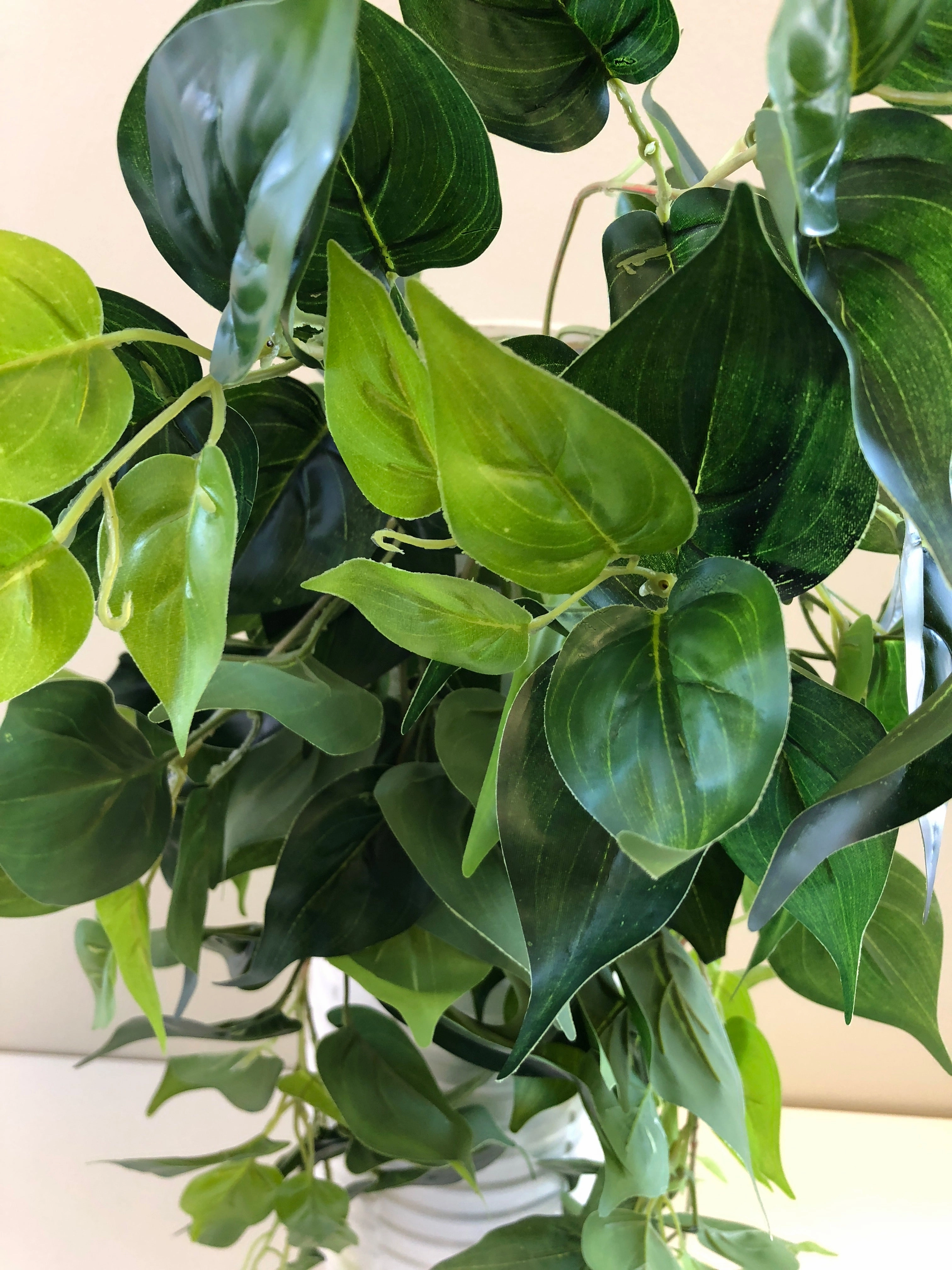HP0032 Hanging Jade Pothos / Devil Ivy 80cm Green (2 styles)