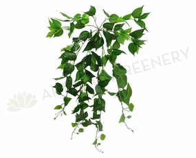 HP0032 Hanging Jade Pothos / Devil Ivy 80cm Green (2 styles) summer vegetable seed  