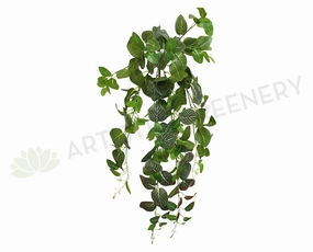HP0034 Hanging Nerve Plant (White Veins) / Fittonia 80cm Real Touch summer vegetable seed  