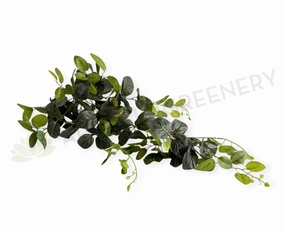 HP0034PUR Hanging Nerve Plant (Purple Veins) / Fittonia 80cm Real Touch summer vegetable seed  