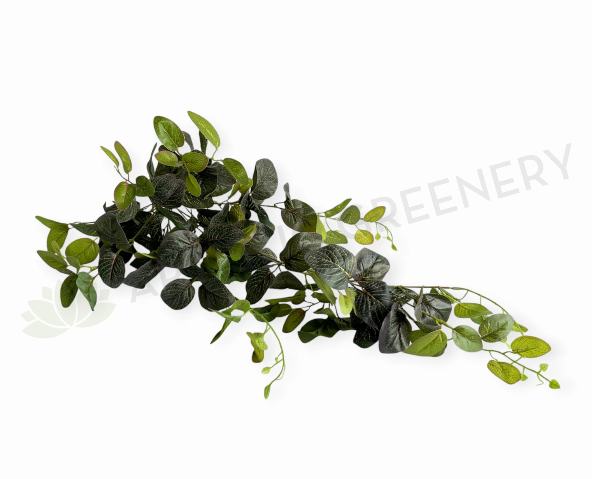 HP0034PUR Hanging Nerve Plant (Purple Veins) / Fittonia 80cm Real Touch summer vegetable seed  