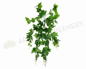 HP0035 Haning Ivy (Large Leaves) Real Touch 80cm summer vegetable seed  