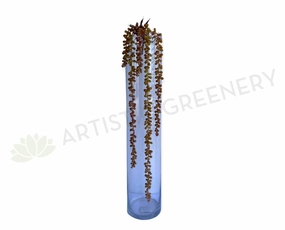 HP0043 String of Pearls (Senecio Rowleyanus) 67cm Brown summer vegetable seed  