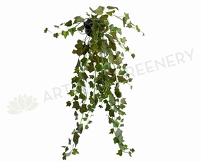 HP0044A Trailing Ivy (Autumn Style) 85cm summer vegetable seed  