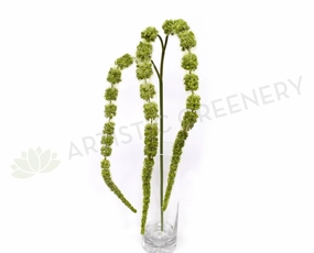 HP0047 Amaranthus / Amaranth 99cm Light Green summer vegetable seed  