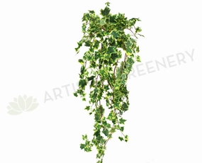 HP0049 Hanging Variegated Ivy (Large Bunch) 115cm Green SALE summer vegetable seed  