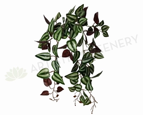 HP0052 Hanging Wandering Jaw (Inch Plant) 62cm summer vegetable seed  