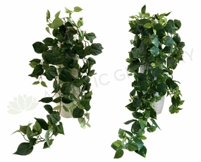 HP0067 Hanging Devil's Ivy (Epipremnum Aureum) 90cm 2 Styles summer vegetable seed  