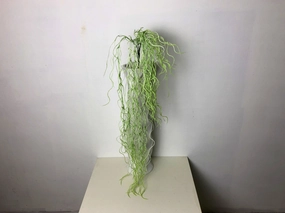 HP0068 Spanish Moss 100cm Green summer vegetable seed  
