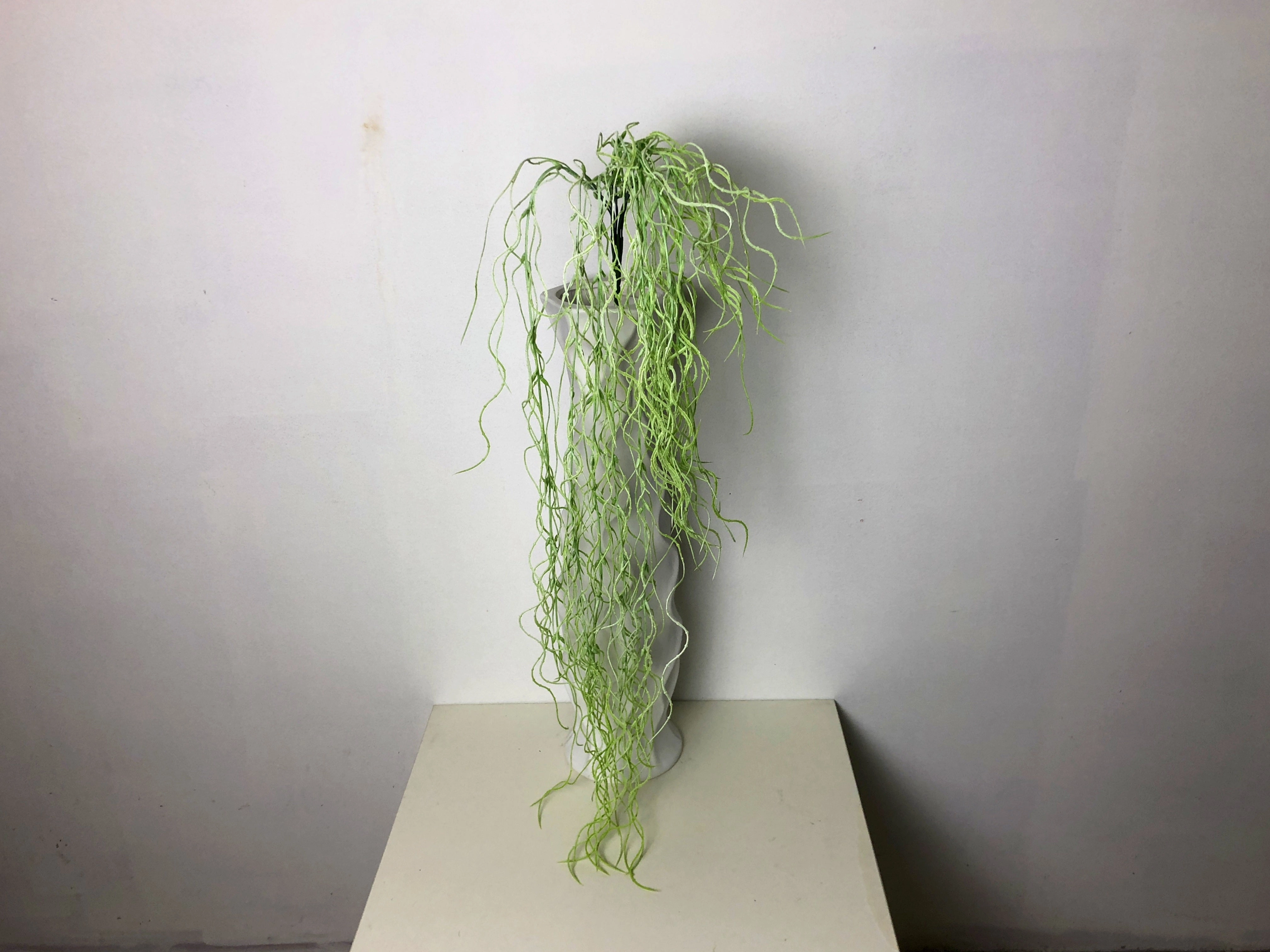HP0068 Spanish Moss 100cm Green summer vegetable seed  