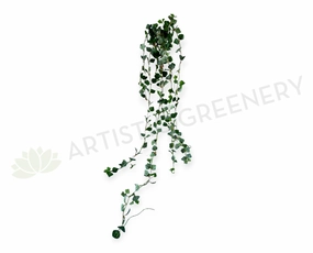 HP0069N Hanging Eucalyptus (small leaves) 70cm summer vegetable seed  