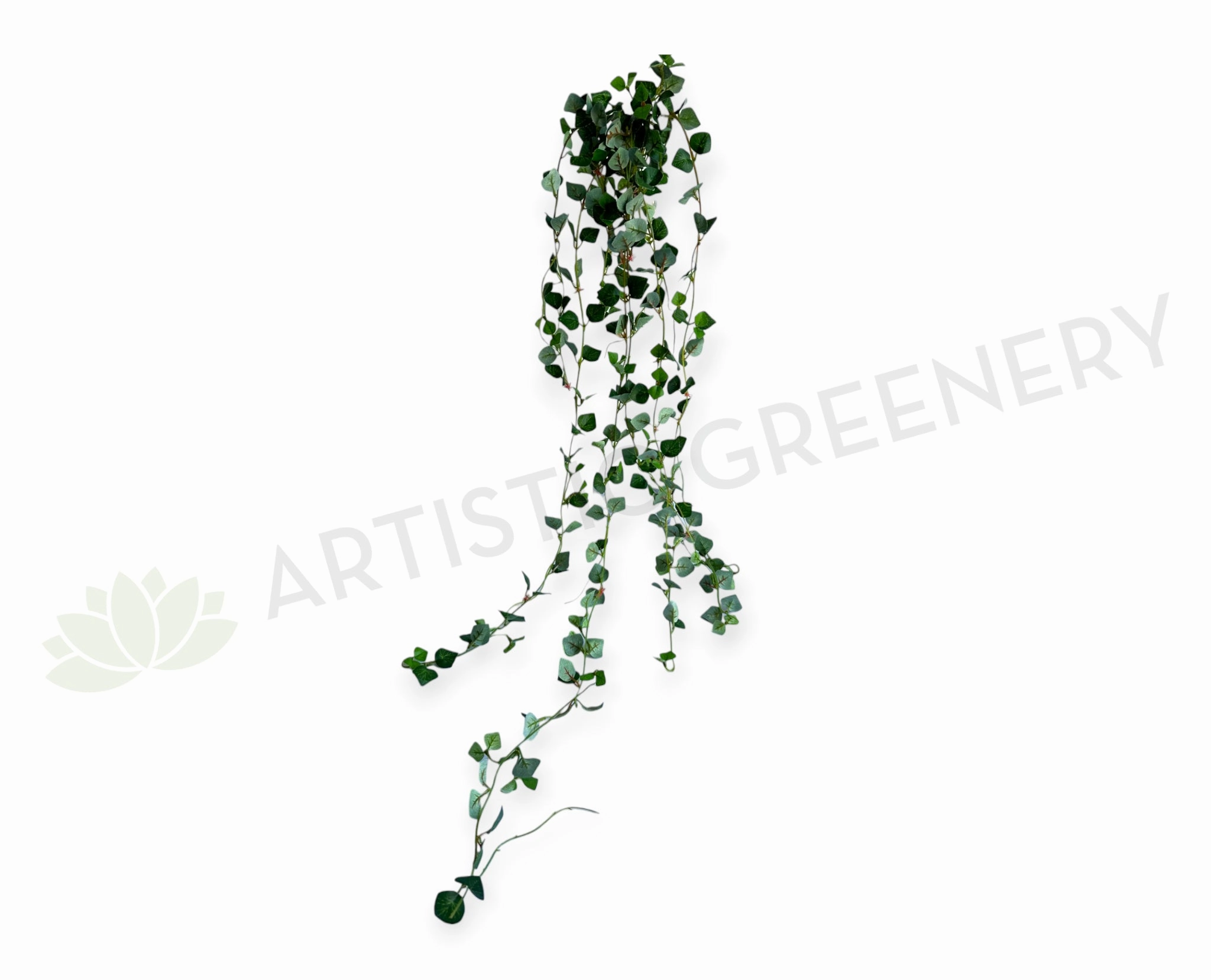 HP0069N Hanging Eucalyptus (small leaves) 70cm summer vegetable seed  
