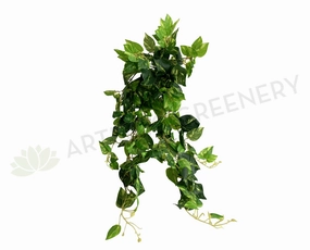 HP0075 Hanging Devil's Ivy (Epipremnum Aureum) 83cm summer vegetable seed  